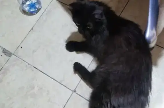 Найдена кошка, ул. Кирова, 5, Челябинск