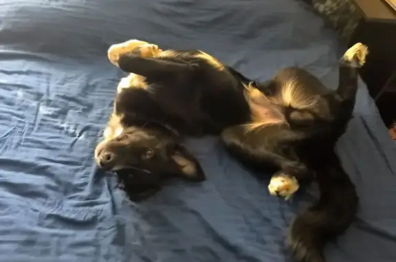 Собаки потеряшки, Льниха, фото: Потеряшка собака на ул. Железнодорожная, Льниха