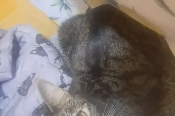 Кошки потеряшки, Вологда, фото: Потеряшка кошка, ул. Можайского, 60