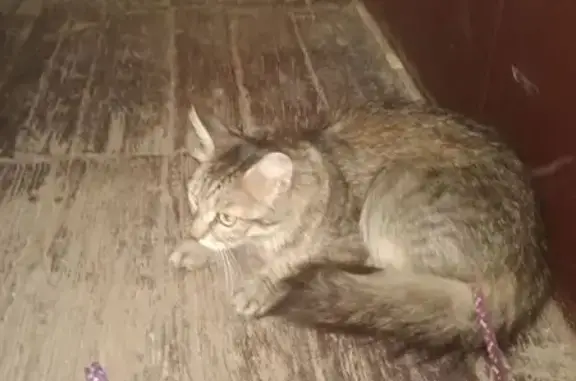 Кошка найдена: 18-я линия, 5, Ростов-на-Дону