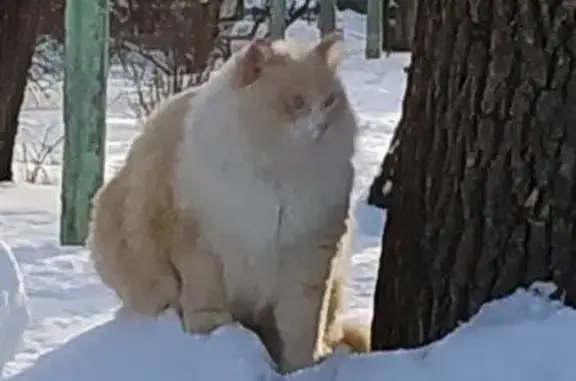 Кошки потеряшки, , фото: Потеряшка кошка, ул. Горького, 51, Тольятти