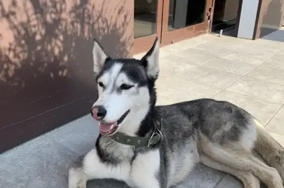 Хаски найдена: ул. Александрова, 22, Волжский