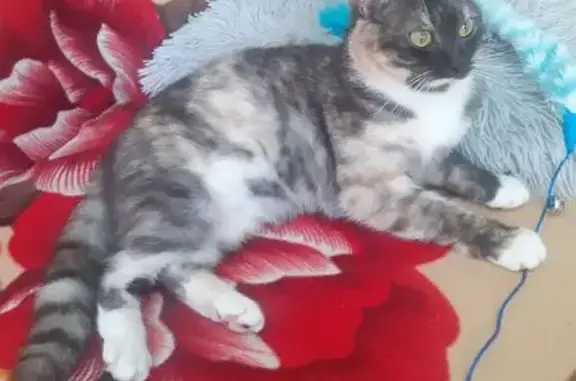 Объявления о пропавших и найденных животных, Болотное, фото: Пропала кошка, Степной пер., 26, Болотное