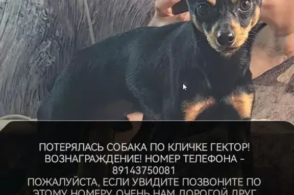 Пропала собака, Волчанец, Шоссейная 1Б