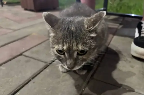 Кошка найдена: ул. 60 лет Октября, 86А