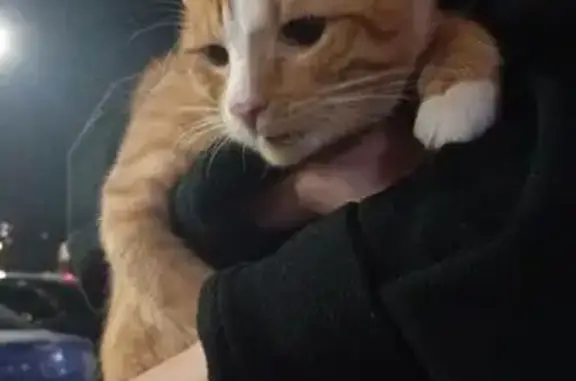 Найдена кошка, Дядьково, фото: Найдена кошка, Зелёная ул., 27, Дядьково