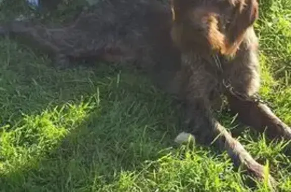 Собаки потеряшки, Моркины Горы, фото: Потеряшка собака, Моркины Горы, Тверская обл.