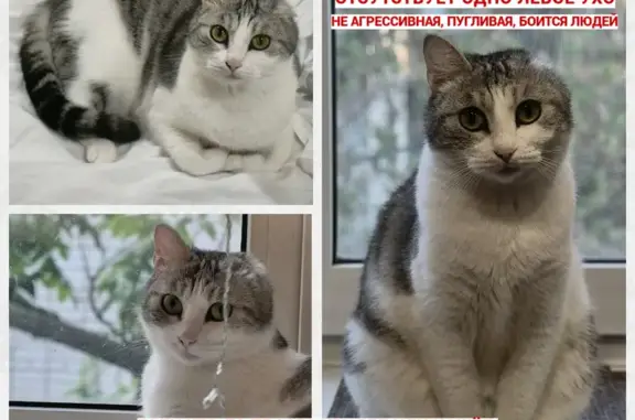 Пропала кошка, Хабаровская ул. 2, Хаб.