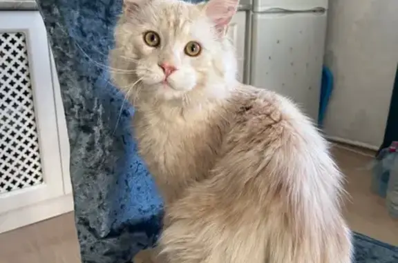 Кошки потеряшки, Нижегородка, фото: Потеряшка кот, Нижегородка, 80К-032