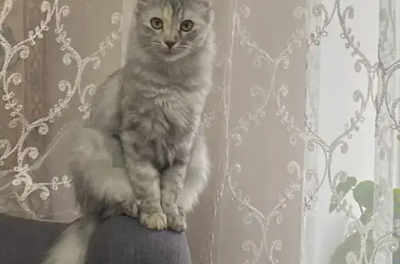 Пропала кошка, Водопроводная 366, Невинномысск