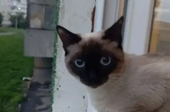 Кошки потеряшки, Каменск-Уральский, фото: Потеряшка кошка, пр. Победы 95, Каменск