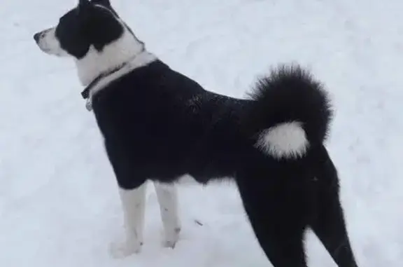 Пропала лайка Граф, Долоцкое, Центр. ул.