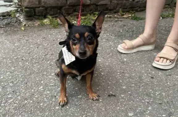 Собака найдена: Тверская ул., Томск