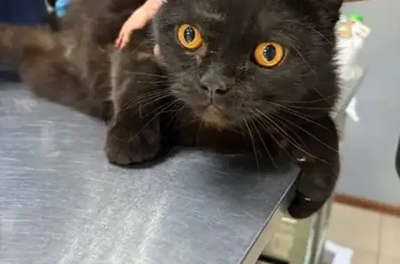 Кот найден, улица Эрвье, 10, Тюмень