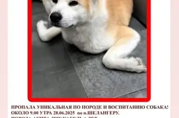 Пропала собака, ул. Водопроводная 49, Й-Ола