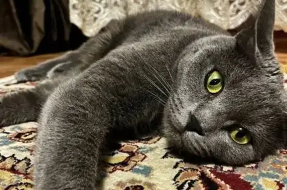 Кошки потеряшки, , фото: Потеряшка кошка, Виноградная ул., Катасон
