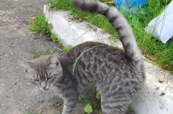 Найдена кошка, Ставрополь, фото: Кот найден на ул. Тухачевского, Ставрополь