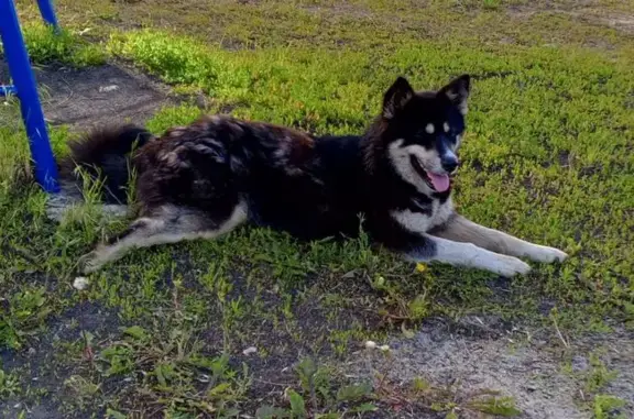 Собака найдена: ул. Герасимова, 20