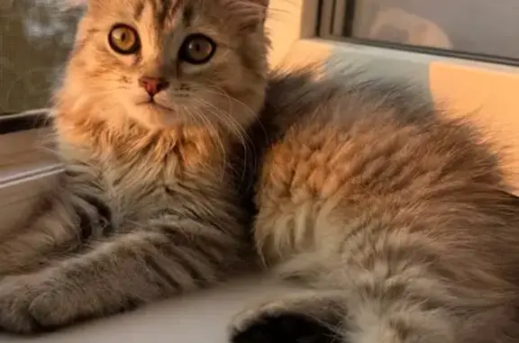 Объявления о пропавших и найденных животных, Тобольск, фото: Пропала кошка, 11, Тобольск