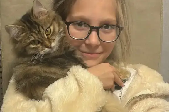 Пропала кошка, Почтовая 12, Кременкуль