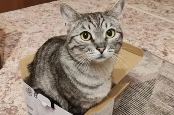 Пропала кошка, ул. Маршака, 24, Внуково