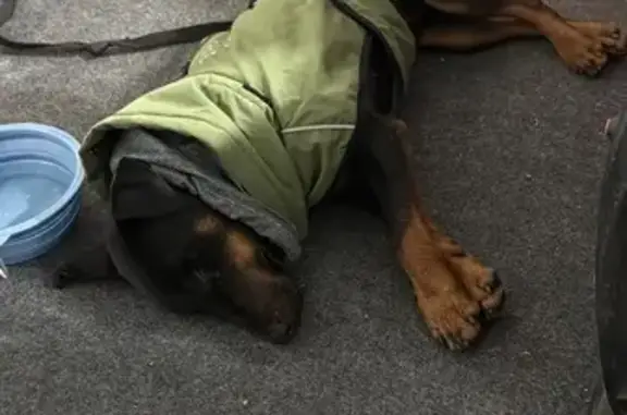 Собака найдена: пл. Свободы 1, Владикавказ