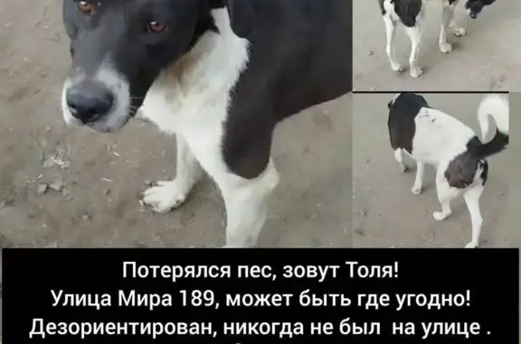 Пропала собака в Омске, звоните 89831197576