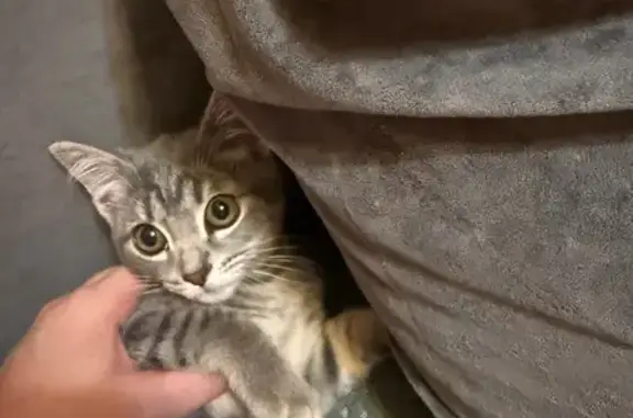 Найдена кошка, Каменск-Уральский, фото: Кошка найдена: ул. Калинина, 58, Каменск