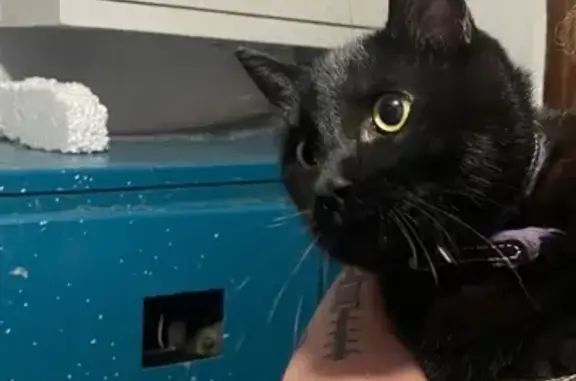 Кошка найдена: ул. Г. Исакова, 136, Барнаул