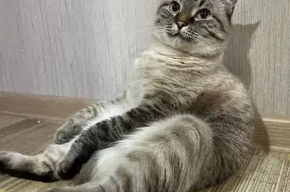 Пропала кошка, пр. Ленина 20, Чебоксары