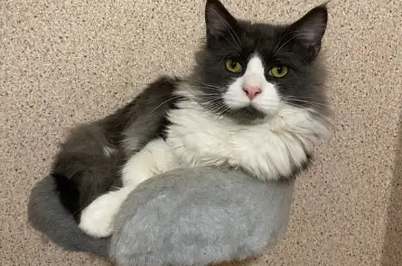 Пропала кошка, ул. Пушкина, 4, Черногубово