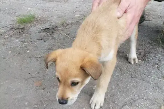 Собака найдена в Мясоедово, Тульская обл.