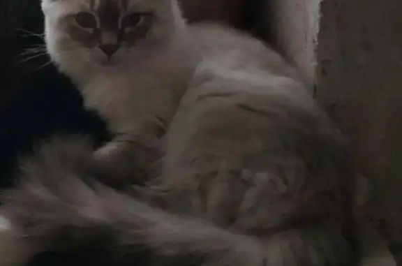 Пропал кот, Амурская ул., Оренбург