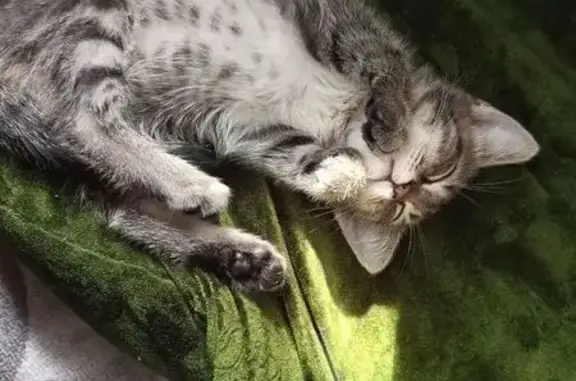Кошки потеряшки, городской округ Ялуторовск, фото: Потеряшка кошка, Северная ул. 79, Ялуторовск