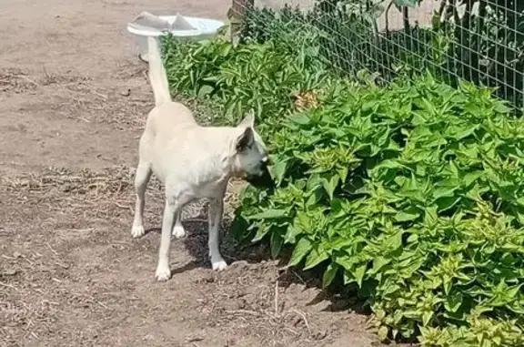 Найдена собака, Краснослободск, фото: Найдена собака, ул. Горького, 1, Краснослободск
