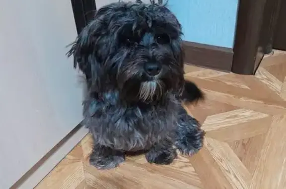 Собака найдена: Владикавказ, СО-Алания