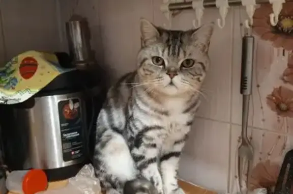 Кошки потеряшки, Йошкар-Ола, фото: Потеряшка кошка, ул. Лебедева, 41, Йошкар-Ола