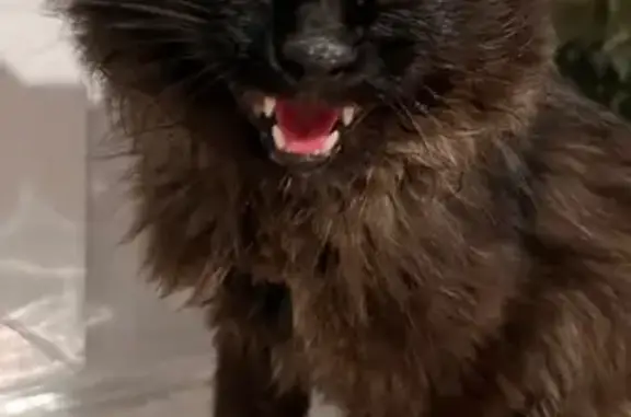 Найденные животные Томск, фото: Кошка найдена на Дальне-Ключевской, 16А