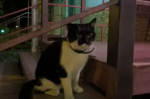 Найдена кошка, ул. 64-й Армии, 8, Волгоград