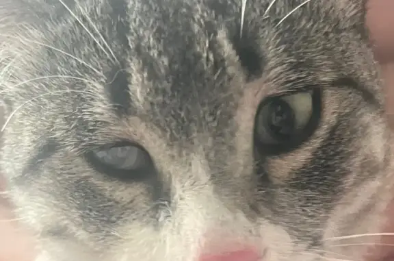 Кошки потеряшки, Пригородный сельсовет, фото: Потеряшка кошка, ул. Космонавтов, 22