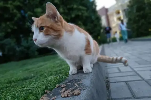Найдена кошка, ул. Ленина, Курск - photo
