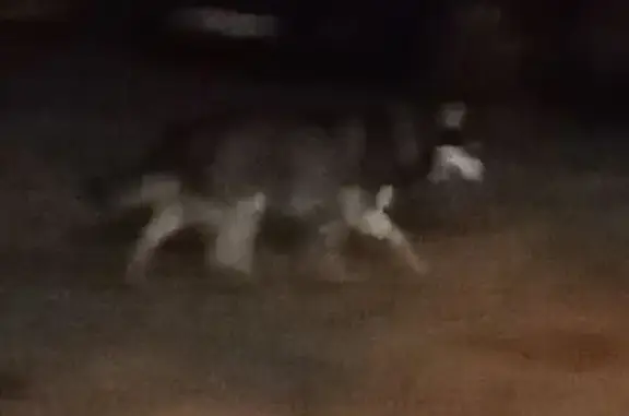 Найдена собака, ул. Германа Титова, Волгоград