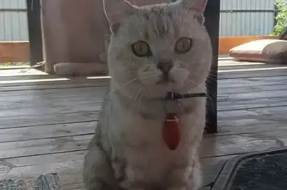 Найдена кошка, Орловская область, фото: Найдена кошка, Нижняя Лужна, Орловщина