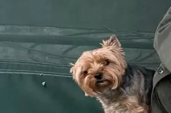 Собаки потеряшки, Дубровичи, фото: Потеряшка собака, ул. Революции, Дубровичи