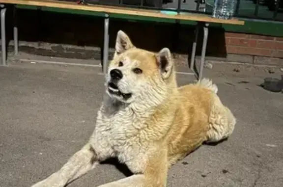 Собака найдена: пр. Ленина 245/1, РнД