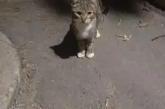 Найдена кошка в Строителе, Тамбовская обл.
