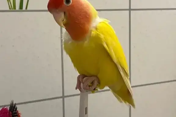 Потерянные животные Тюмень, фото: Пропал попугай, Пышминская 3А, Тюмень