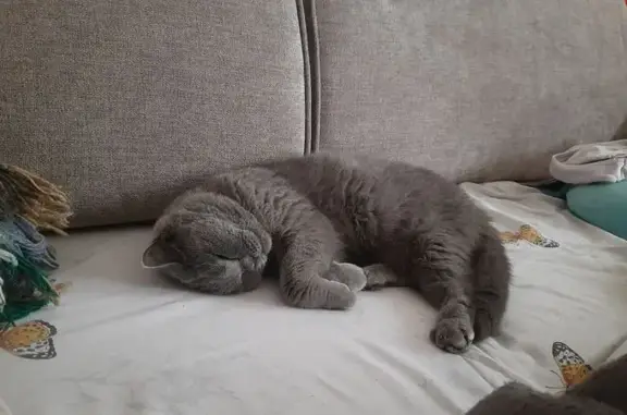 Кошки потеряшки, , фото: Потеряшка кошка Чери, Сухая Балка