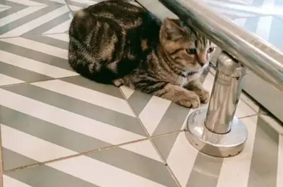 Найдена серая кошка, ул. Попова 97, Барнаул