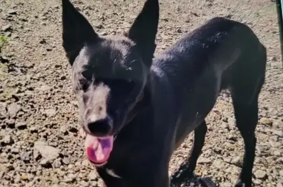 Собака найдена на 1-й Коллективной, 10, Чита